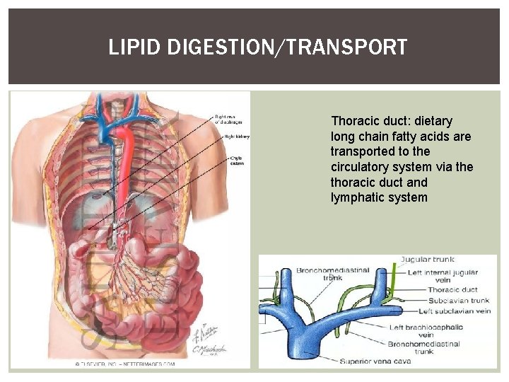 LIPID DIGESTION/TRANSPORT Thoracic duct: dietary long chain fatty acids are transported to the circulatory