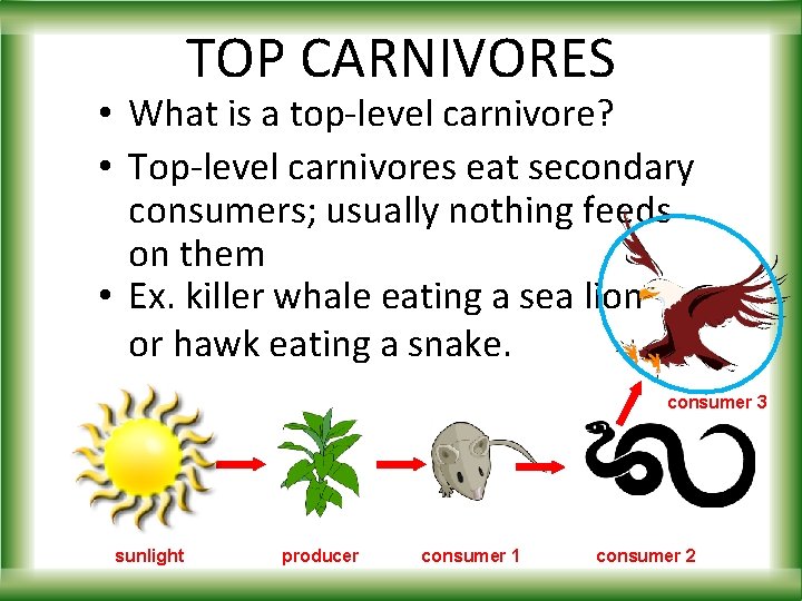 TOP CARNIVORES • What is a top-level carnivore? • Top-level carnivores eat secondary consumers;