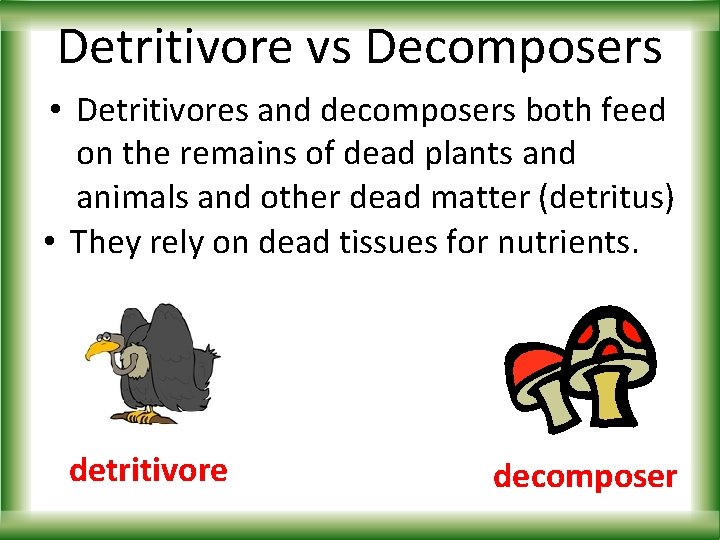 Detritivore vs Decomposers • Detritivores and decomposers both feed on the remains of dead