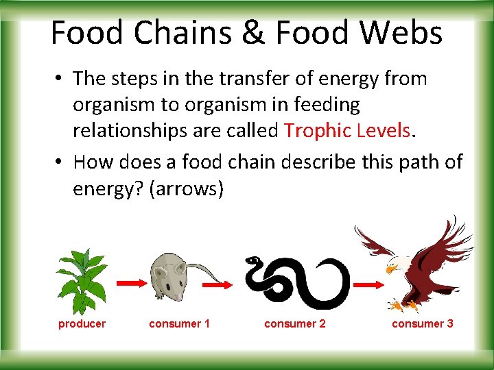 Food Chains & Food Webs • The steps in the transfer of energy from