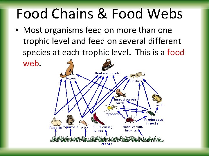 Food Chains & Food Webs • Most organisms feed on more than one trophic