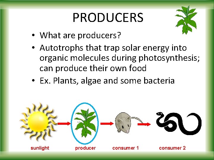 PRODUCERS • What are producers? • Autotrophs that trap solar energy into organic molecules