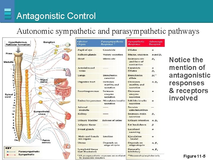 Antagonistic Control Autonomic sympathetic and parasympathetic pathways Notice the mention of antagonistic responses &