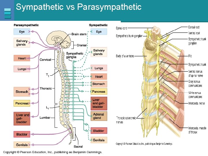 Sympathetic vs Parasympathetic Copyright © 2007 Pearson Education, Inc. , publishing as Benjamin Cummings