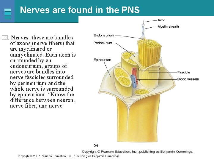 Nerves are found in the PNS III. Nerves- these are bundles of axons (nerve