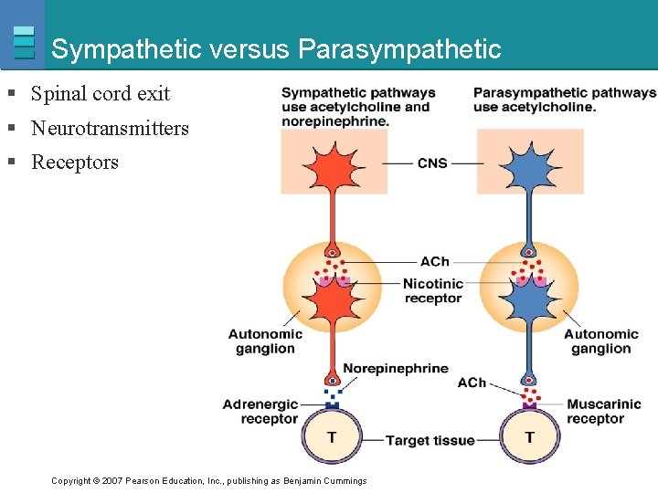 Sympathetic versus Parasympathetic § Spinal cord exit § Neurotransmitters § Receptors Copyright © 2007