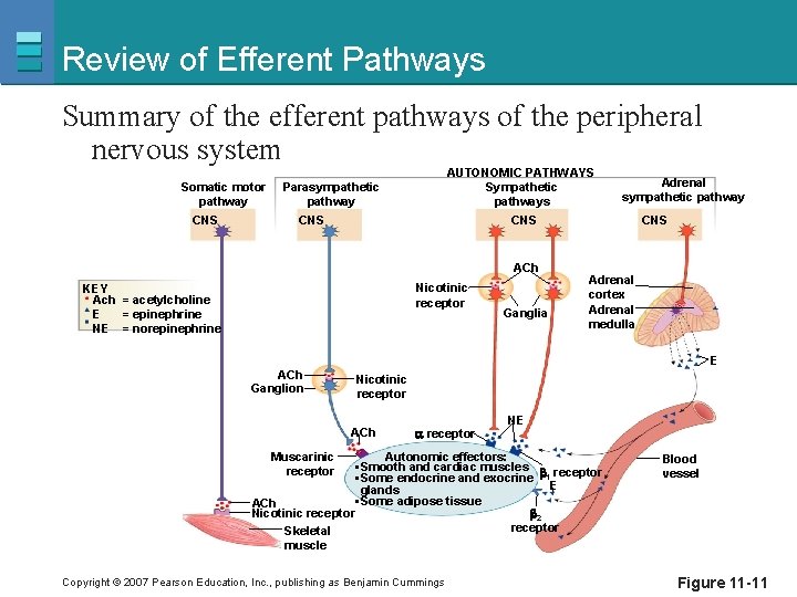 Review of Efferent Pathways Summary of the efferent pathways of the peripheral nervous system