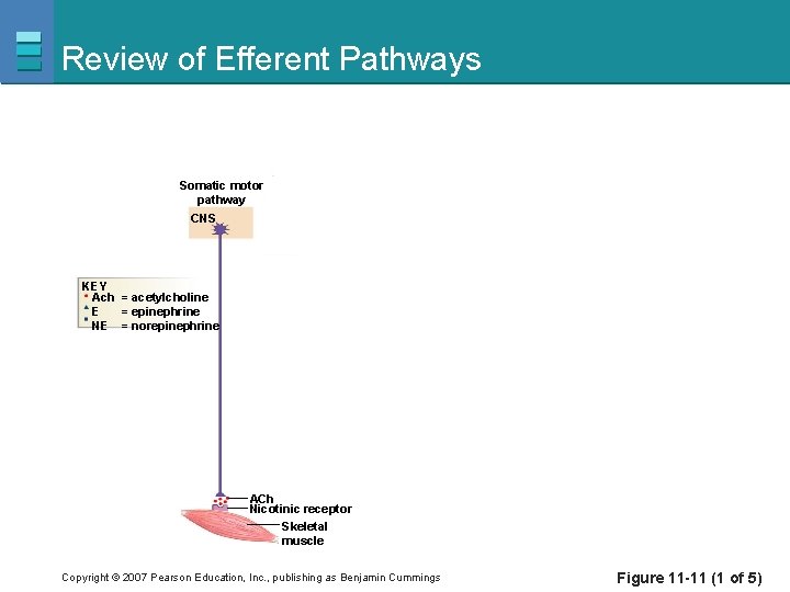 Review of Efferent Pathways Somatic motor pathway CNS KEY Ach = acetylcholine E =