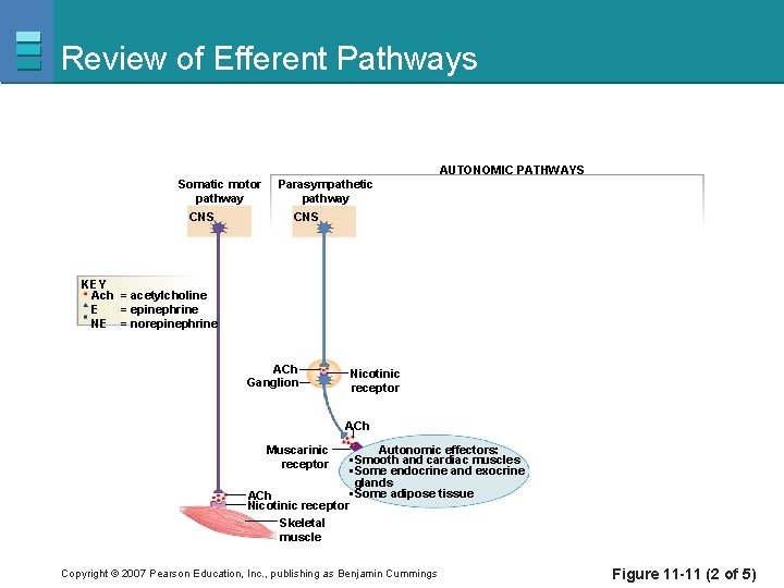 Review of Efferent Pathways AUTONOMIC PATHWAYS Somatic motor pathway CNS Parasympathetic pathway CNS KEY