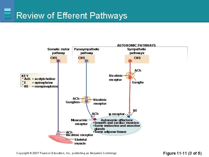 Review of Efferent Pathways Somatic motor pathway CNS AUTONOMIC PATHWAYS Sympathetic pathways Parasympathetic pathway