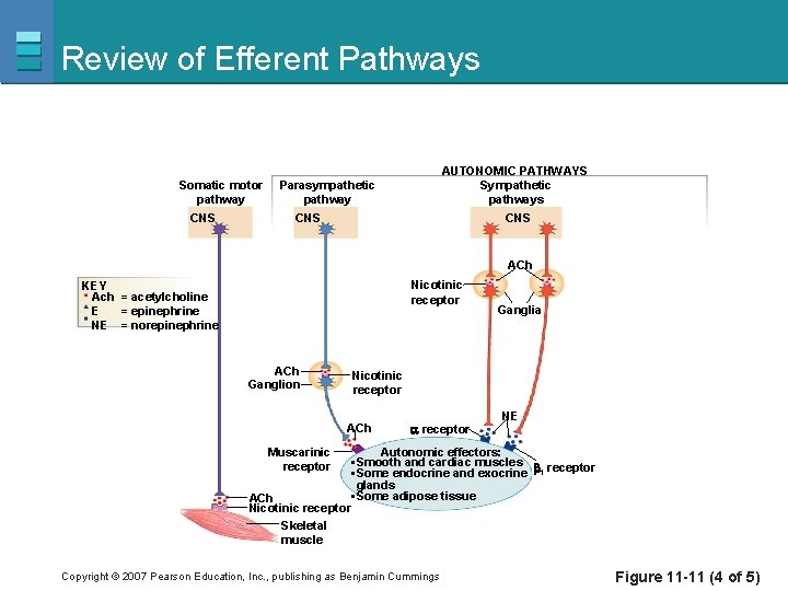 Review of Efferent Pathways Somatic motor pathway CNS AUTONOMIC PATHWAYS Sympathetic pathways Parasympathetic pathway