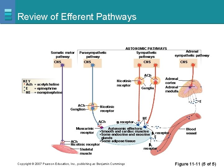 Review of Efferent Pathways Somatic motor pathway CNS AUTONOMIC PATHWAYS Sympathetic pathways Parasympathetic pathway