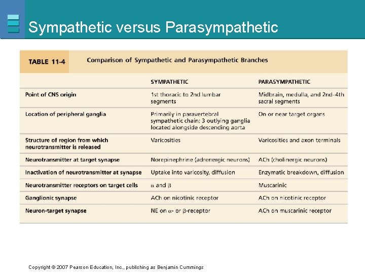 Sympathetic versus Parasympathetic Copyright © 2007 Pearson Education, Inc. , publishing as Benjamin Cummings