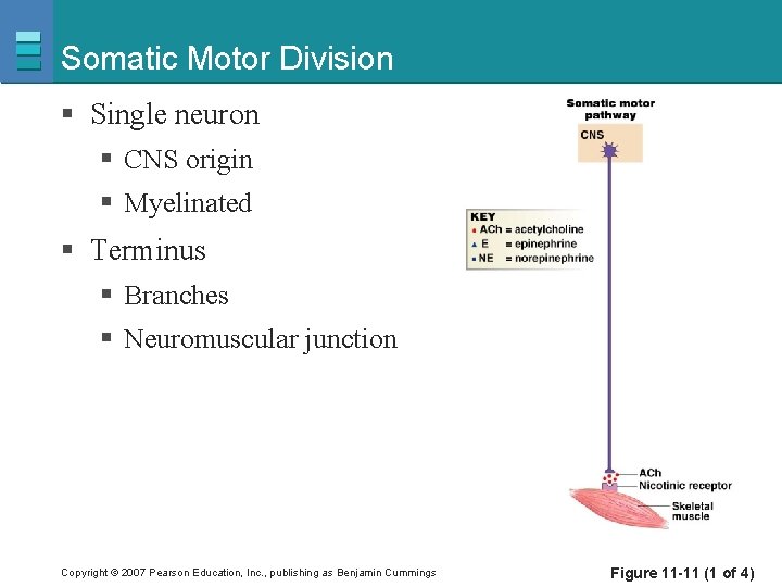 Somatic Motor Division § Single neuron § CNS origin § Myelinated § Terminus §