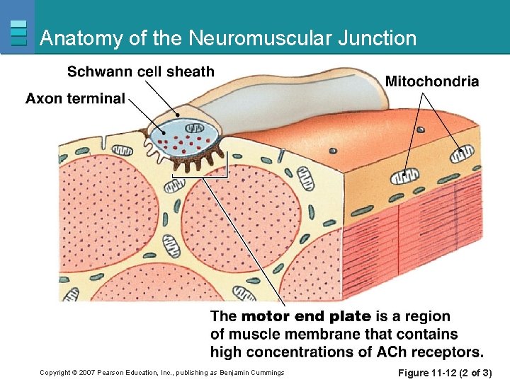 Anatomy of the Neuromuscular Junction Copyright © 2007 Pearson Education, Inc. , publishing as