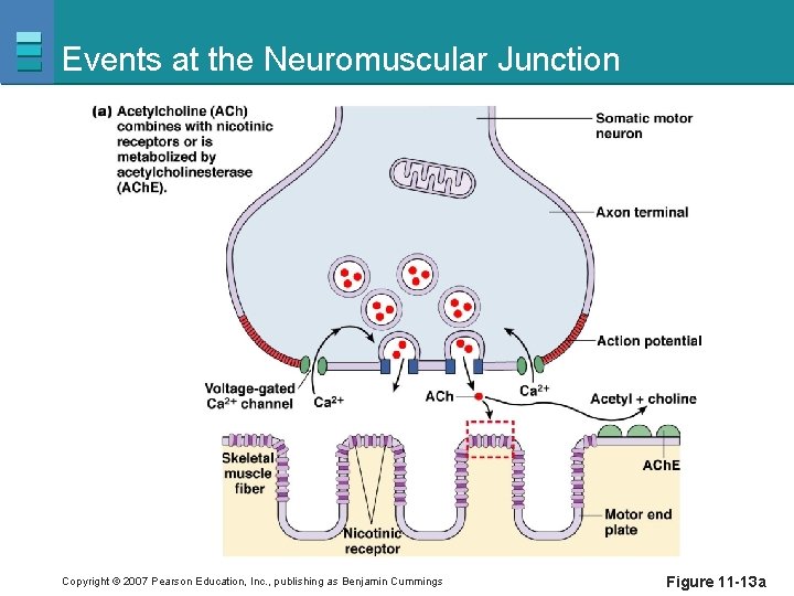 Events at the Neuromuscular Junction Copyright © 2007 Pearson Education, Inc. , publishing as