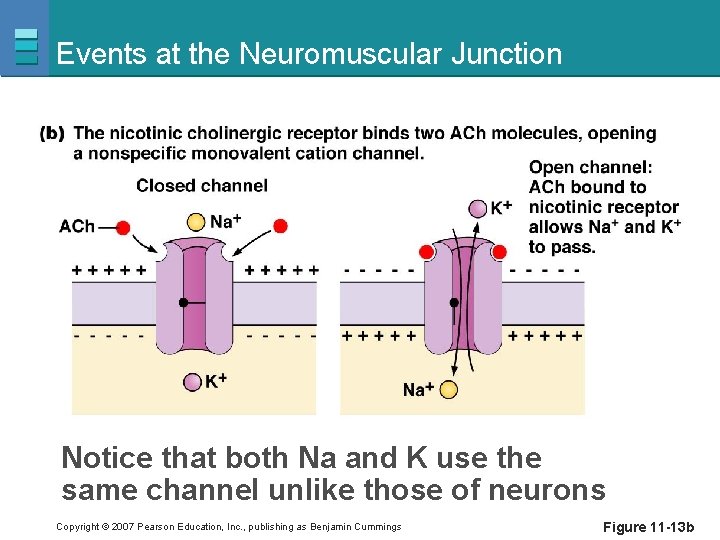 Events at the Neuromuscular Junction Notice that both Na and K use the same