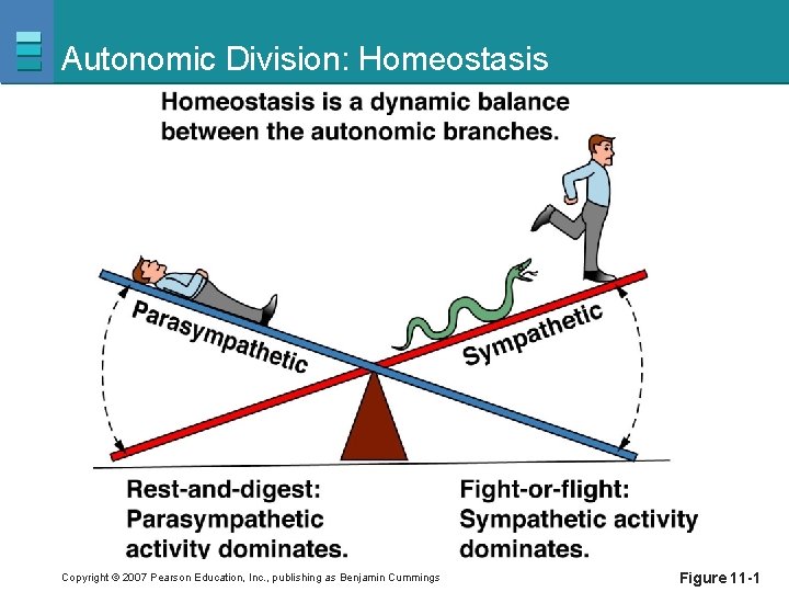 Autonomic Division: Homeostasis Copyright © 2007 Pearson Education, Inc. , publishing as Benjamin Cummings