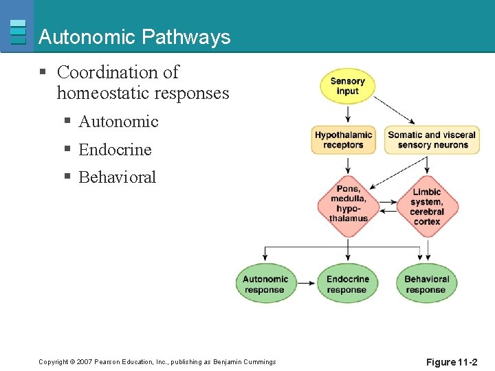 Autonomic Pathways § Coordination of homeostatic responses § Autonomic § Endocrine § Behavioral Copyright