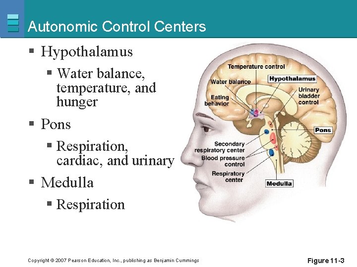 Autonomic Control Centers § Hypothalamus § Water balance, temperature, and hunger § Pons §