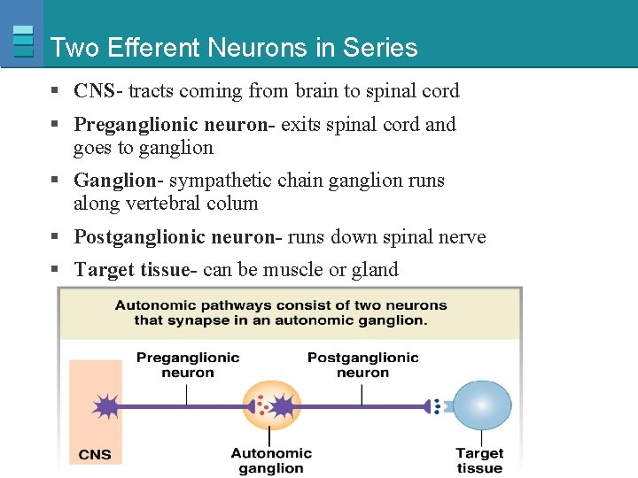 Two Efferent Neurons in Series § CNS- tracts coming from brain to spinal cord