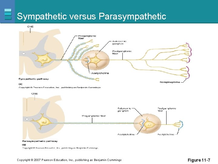 Sympathetic versus Parasympathetic Copyright © 2007 Pearson Education, Inc. , publishing as Benjamin Cummings