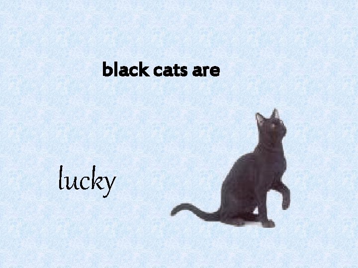 black cats are lucky 