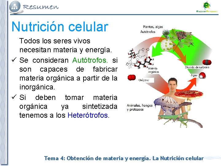 Nutrición celular Todos los seres vivos necesitan materia y energía. ü Se consideran Autótrofos.