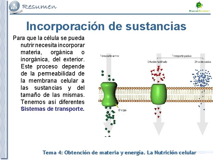 Incorporación de sustancias Para que la célula se pueda nutrir necesita incorporar materia, orgánica