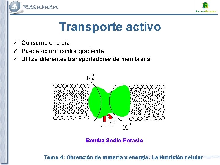 Transporte activo ü Consume energía ü Puede ocurrir contra gradiente ü Utiliza diferentes transportadores