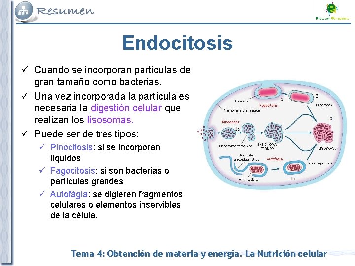 Endocitosis ü Cuando se incorporan partículas de gran tamaño como bacterias. ü Una vez