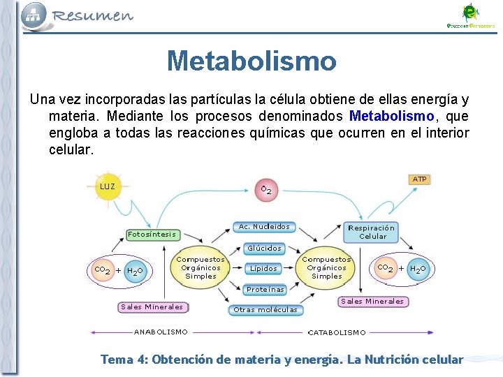 Metabolismo Una vez incorporadas las partículas la célula obtiene de ellas energía y materia.