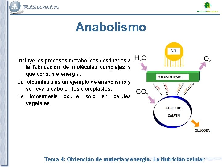 Anabolismo Incluye los procesos metabólicos destinados a la fabricación de moléculas complejas y que