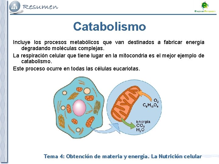 Catabolismo Incluye los procesos metabólicos que van destinados a fabricar energía degradando moléculas complejas.