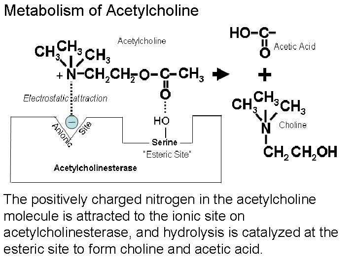 Metabolism of Acetylcholine The positively charged nitrogen in the acetylcholine molecule is attracted to