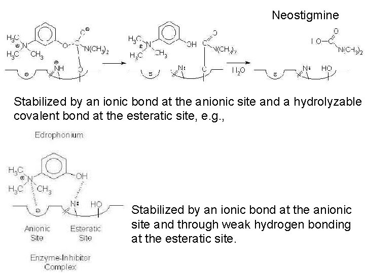 Neostigmine Stabilized by an ionic bond at the anionic site and a hydrolyzable covalent