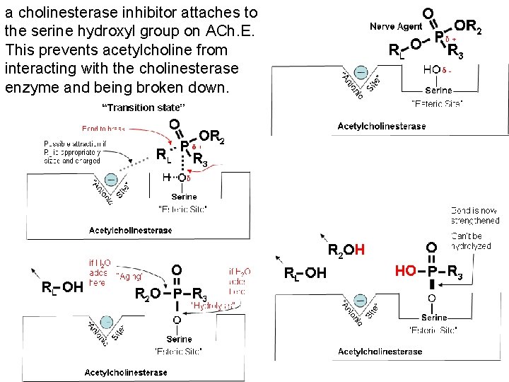 a cholinesterase inhibitor attaches to the serine hydroxyl group on ACh. E. This prevents