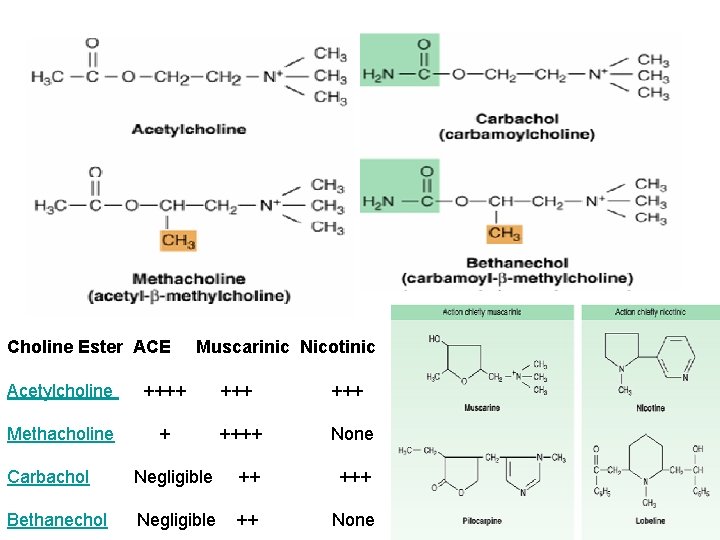 Choline Ester ACE Muscarinic Nicotinic Acetylcholine ++++ +++ Methacholine ++++ None Carbachol Negligible ++