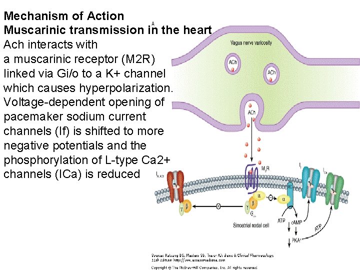 Mechanism of Action Muscarinic transmission in the heart Ach interacts with a muscarinic receptor