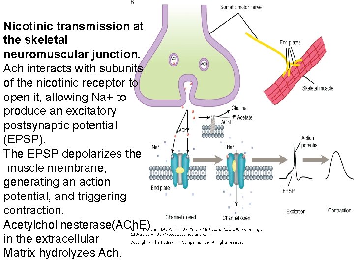 Nicotinic transmission at the skeletal neuromuscular junction. Ach interacts with subunits of the nicotinic