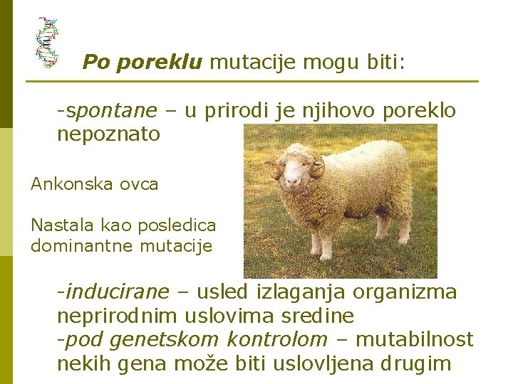 Po poreklu mutacije mogu biti: -spontane – u prirodi je njihovo poreklo nepoznato Ankonska