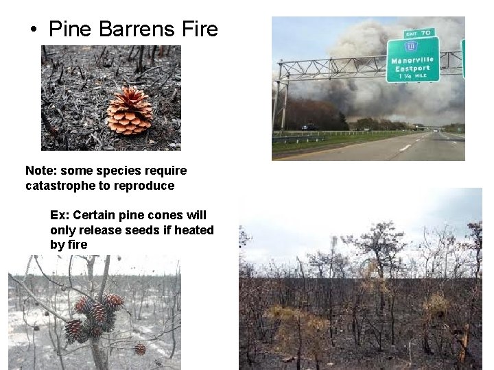  • Pine Barrens Fire Note: some species require catastrophe to reproduce Ex: Certain