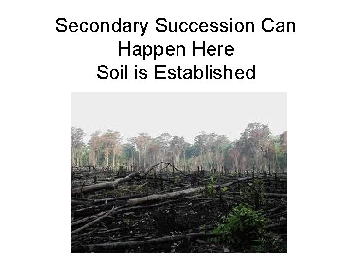 Secondary Succession Can Happen Here Soil is Established 
