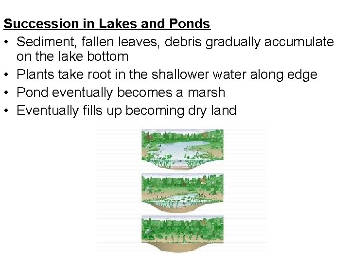 Succession in Lakes and Ponds • Sediment, fallen leaves, debris gradually accumulate on the