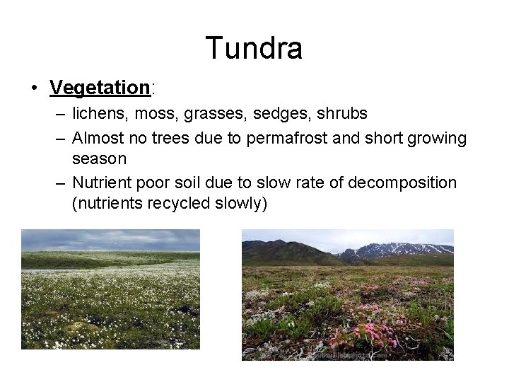 Tundra • Vegetation: – lichens, moss, grasses, sedges, shrubs – Almost no trees due