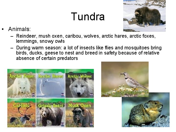 Tundra • Animals: – Reindeer, mush oxen, caribou, wolves, arctic hares, arctic foxes, lemmings,