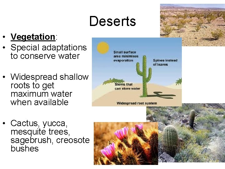 Deserts • Vegetation: • Special adaptations to conserve water • Widespread shallow roots to