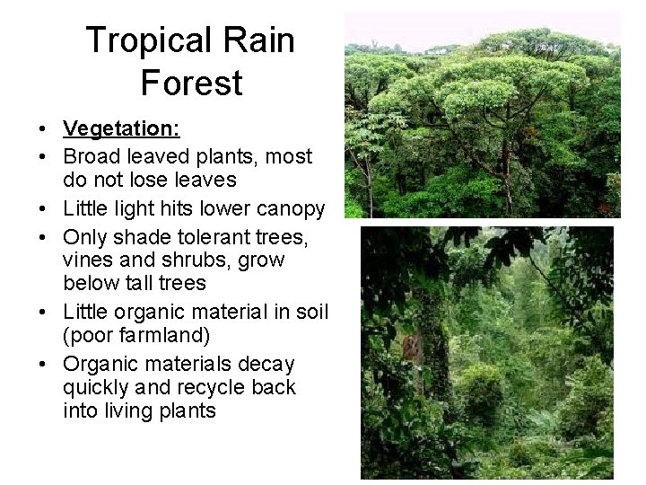 Tropical Rain Forest • Vegetation: • Broad leaved plants, most do not lose leaves