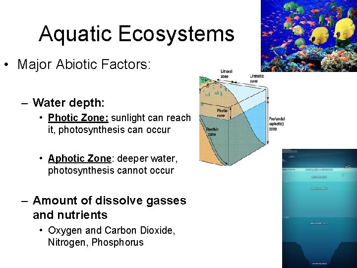 Aquatic Ecosystems • Major Abiotic Factors: – Water depth: • Photic Zone: sunlight can