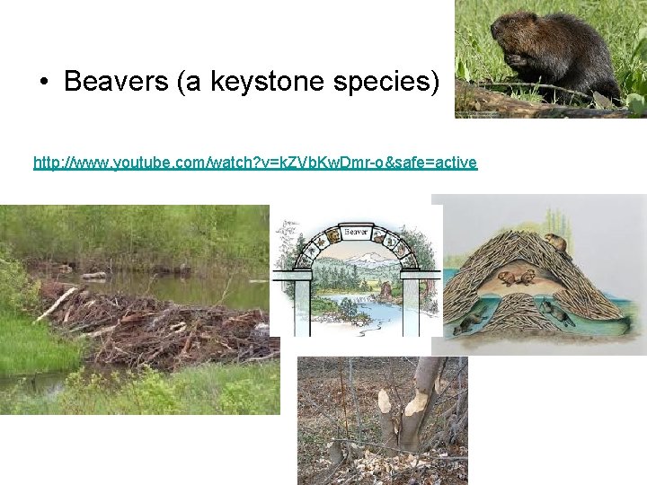  • Beavers (a keystone species) http: //www. youtube. com/watch? v=k. ZVb. Kw. Dmr-o&safe=active